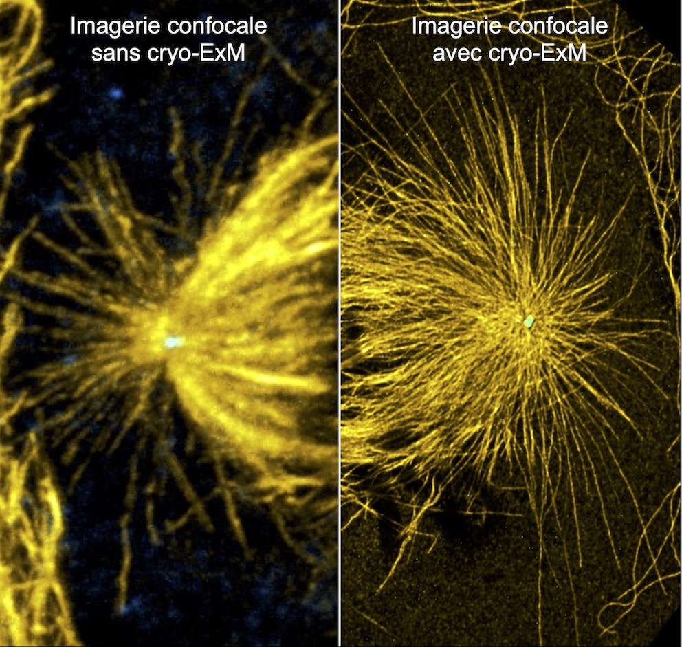 Graphical abstract