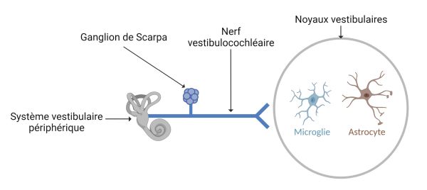 Résumé en images