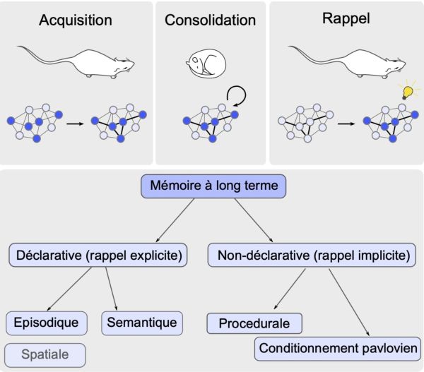 Graphical abstract