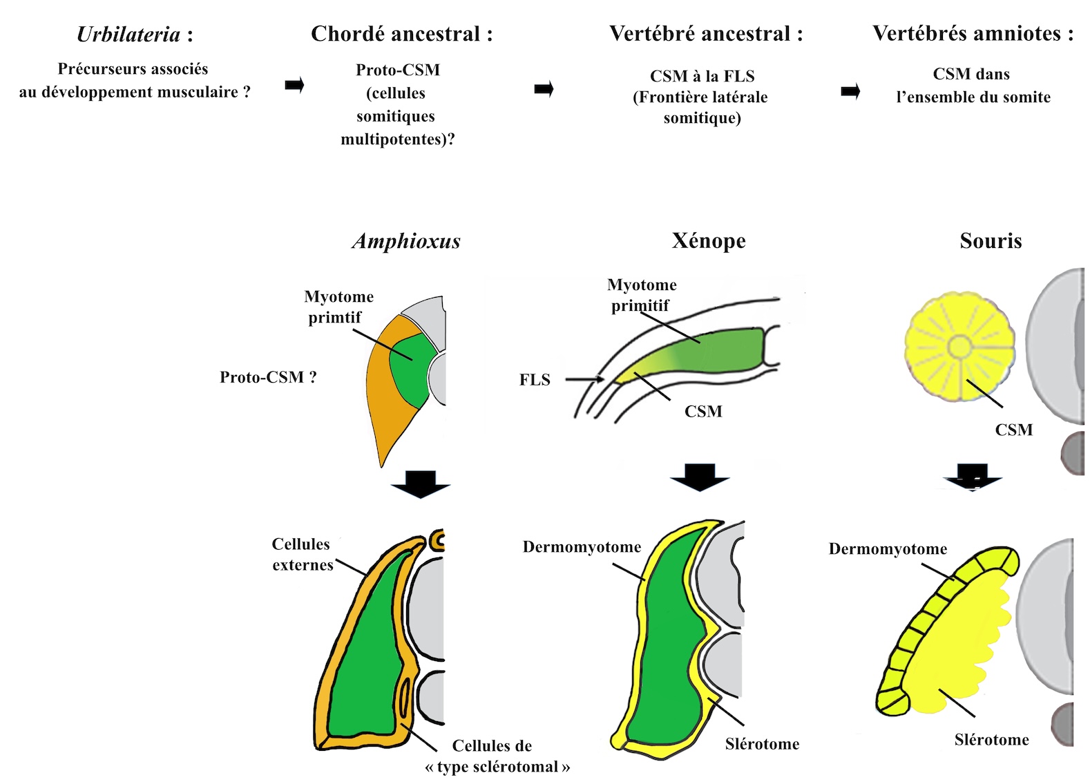 Graphical abstract