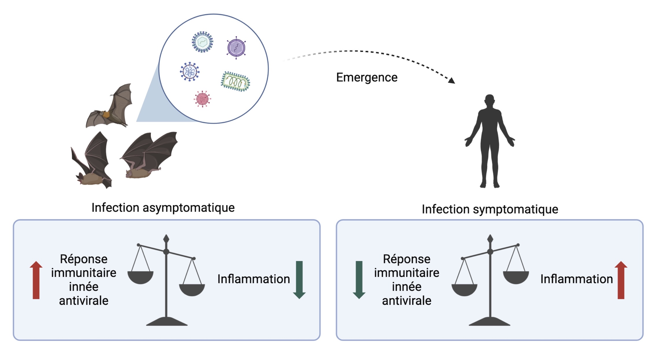 Graphical abstract