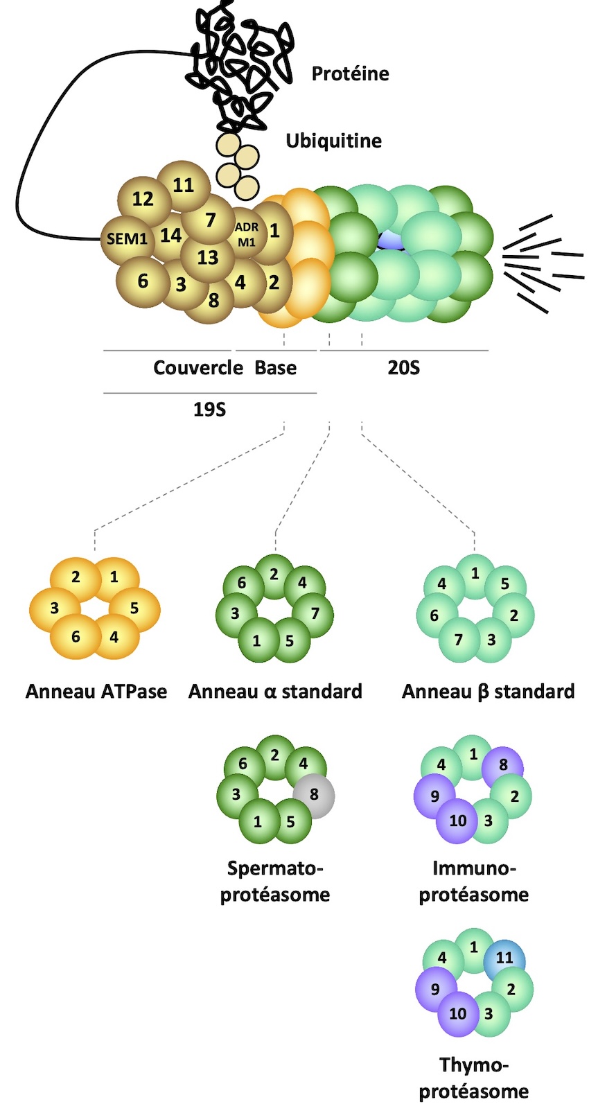 Graphical abstract