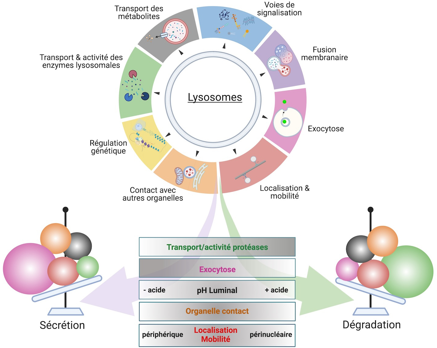 Graphical abstract