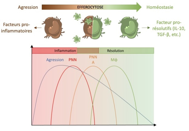 Graphical abstract