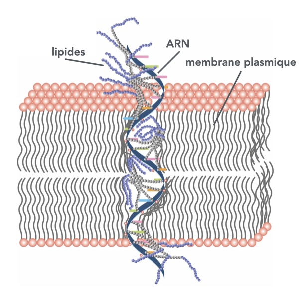 Graphical abstract