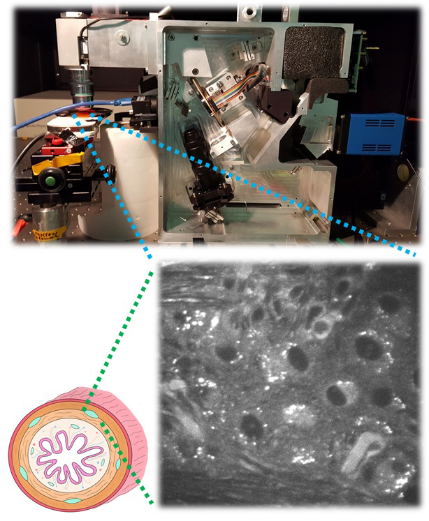 Graphical abstract