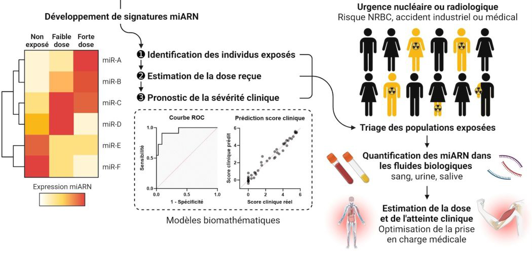 Graphical abstract