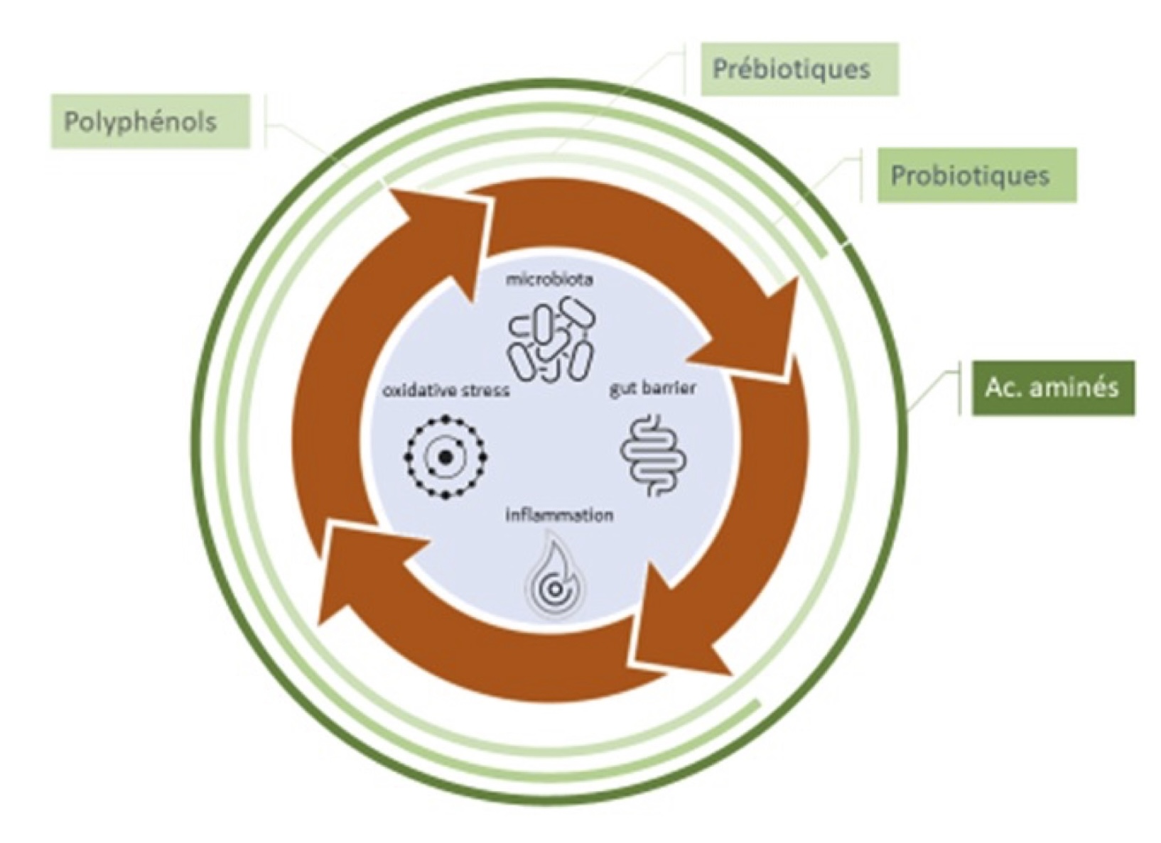 Graphical abstract