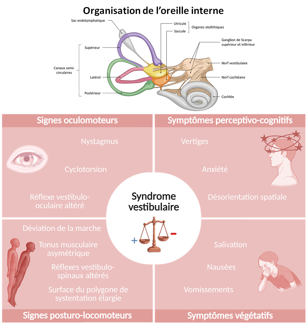 Graphical abstract