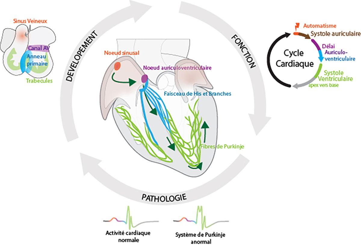 Graphical abstract