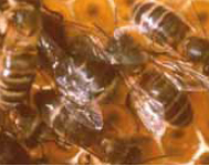 Comment les abeilles perdent
le sens de l’orientation