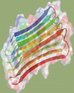 Agrégation protéique : aux sources des maladies neurodégénératives